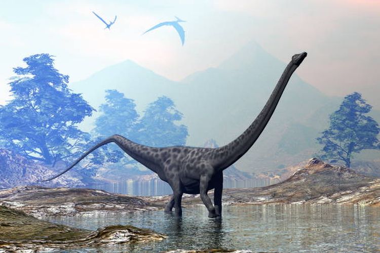 Ilustrasi Diplodocus, salah satu dinosaurus berleher panjang.