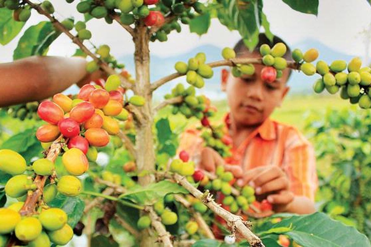 Anak-anak di Desa Pondok Gajah, Kecamatan Bukit, Kabupaten Bener Meriah, Aceh, membantu orangtua memetik biji kopi arabika gayo yang sudah memerah di pohon untuk dipanen, Jumat (12/8). Kopi gayo merupakan komoditas dan warisan andalan warga di Dataran Tinggi Gayo yang sejak zaman Belanda merambah pasar ekspor.