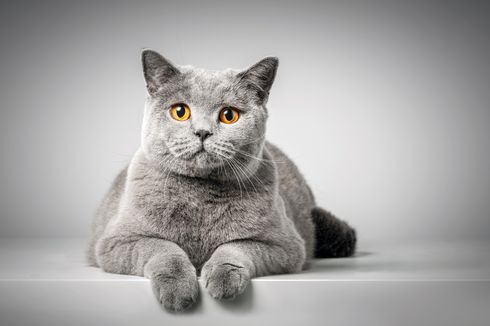 Ketahui, Ini 4 Cara Kucing Mendapatkan Perhatian Pemiliknya