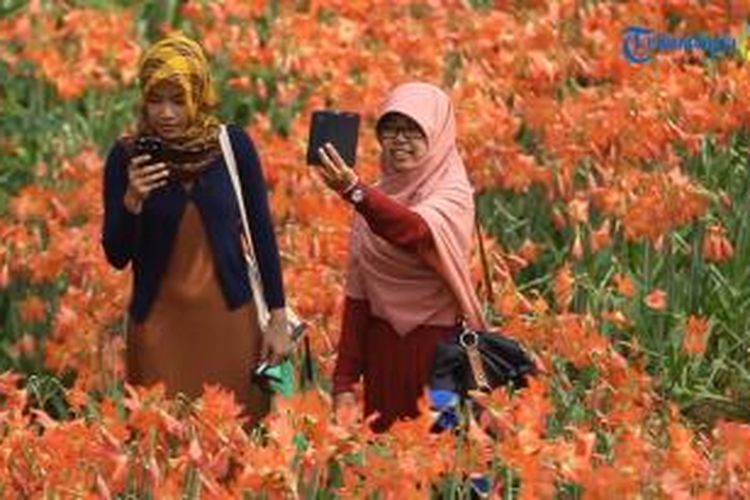 Warga antusias berfoto di hamparan kebun bunga Amaryllis atau lily di Pathuk, Gunung Kidul yang hanya mekar setahun sekali.