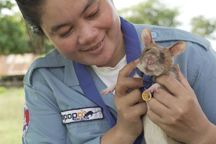 Tikus berkantung raksasa Afrika punya penciuman tajam dan bisa dilatih untuk mendeteksi ranjau darat.
