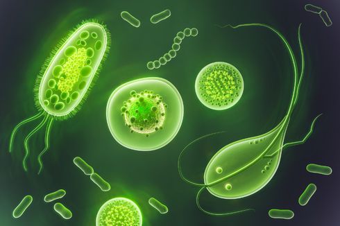 Mikroorganisme: Pengertian dan Ekosistemnya