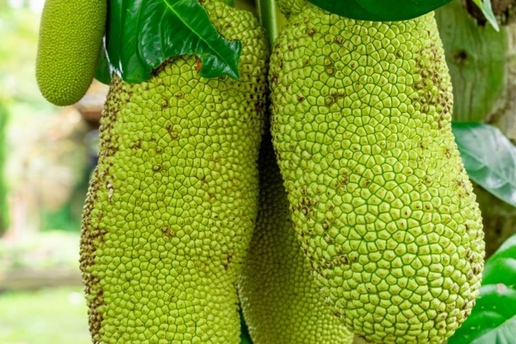 Ilustrasi buah nangka, pohon nangka