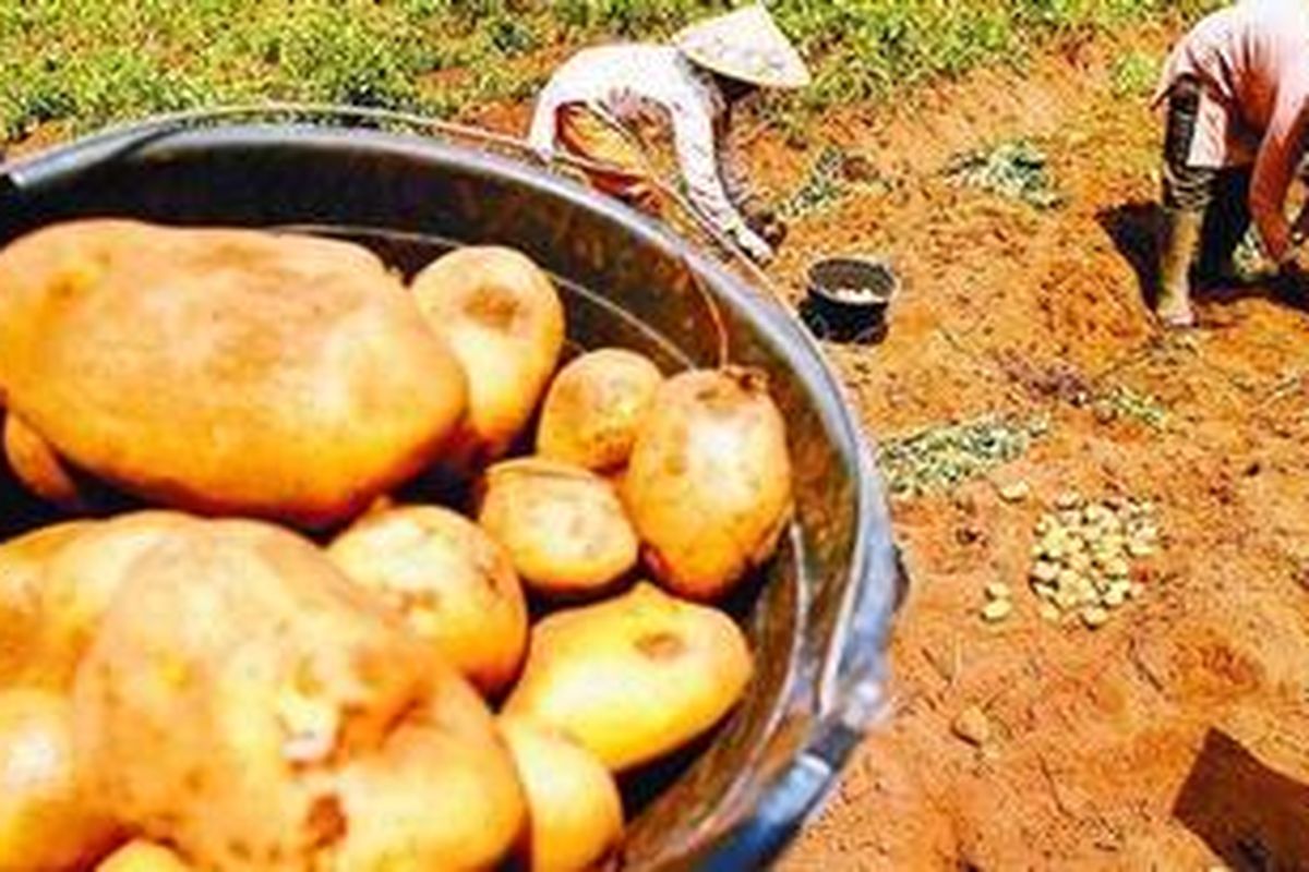 Ilustrasi bahan makanan