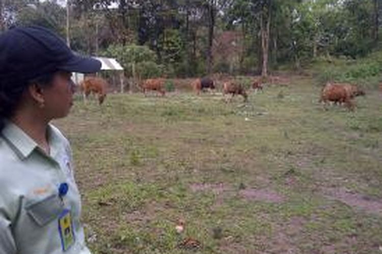 Beberapa sapi hasil perkawinan antara sapi bali dengan banteng jawa yang mulai dikembangkan oleh Provinsi Jawa Timur. Salah satu sapi tersebut diberi nama Dewo, singkatan dari nama Gubernur Jatim Soekarwo.Minggu (8/9/2013).