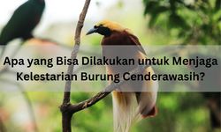 Apa yang Bisa Dilakukan untuk Menjaga Kelestarian Burung Cenderawasih?