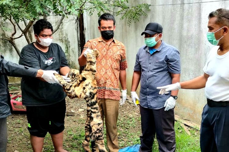 Tim gabungan memperlihatkan barang bukti kulit harimau utuh yang diamankan dari tersangka, Rabu (26/10/2021). 