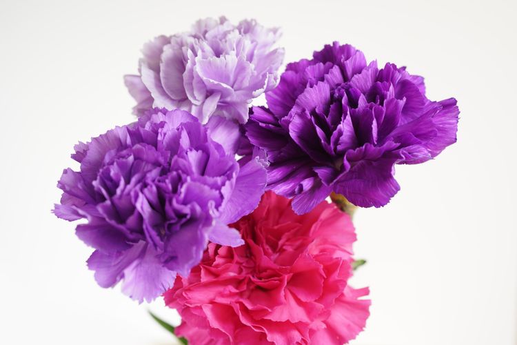 Ilustrasi bunga anyelir atau carnation.