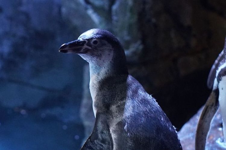 2 Bayi Penguin Humboldt Lahir di Jakarta Aquarium & Safari