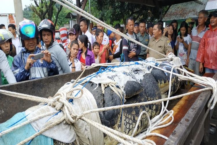 Buaya yang memangsa perempuan bernama Deasy Tuwo (44) saat dinaikan ke mobil bak terbuka dan disakasikan warga di lokasi kandang buaya di area perusahaan budidaya mutiara di Desa Ranowangko, Kecamatan Tanawangko, Minahasa, Senin (14/01/2019).