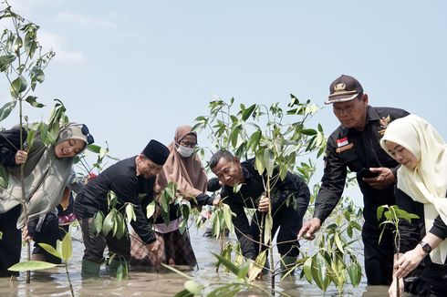 Cegah Polusi hingga Banjir, Dompet Dhuafa Tanam 1.000 Mangrove di Pandeglang