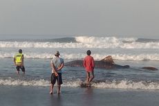 Hiu Paus Sepanjang 7 Meter Ditemukan Mati Terdampar di Jembrana Bali