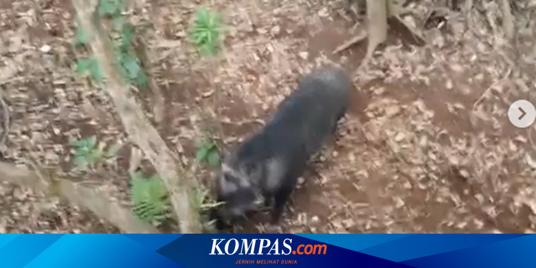 Viral, Video Pendaki Bertemu Babi Hutan di Gunung Cikuray, Ini Ceritanya