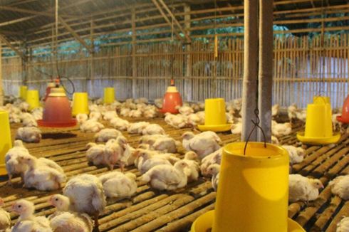 Harga Ayam Ditingkat Peternak Mulai Naik, Masyarakat Tak Perlu Panik