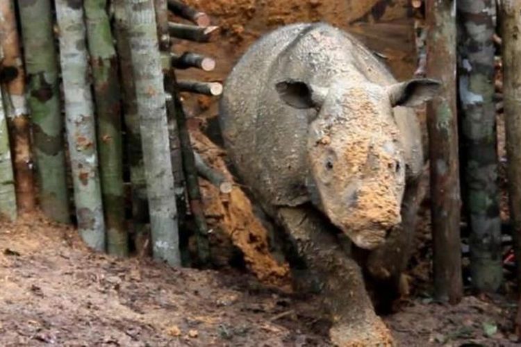 Foto yang dirilis oleh WWF Indonesia pada 23 Maret 2016, menunjukkan badak Sumatera (Dicerorhinus sumatrensis) di suaka Kutai, Kalimantan Timur. Para pecinta lingkungan telah melakukan kontak fisik dengan badak ini untuk kali pertama setelah lebih dari 50 tahun tak pernah ditemukan.