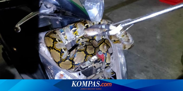 Cerita Satpam Jaga Tengah Malam: Ular 2 Meter Bikin Tong Sampah Geser lalu Masuk Motornya