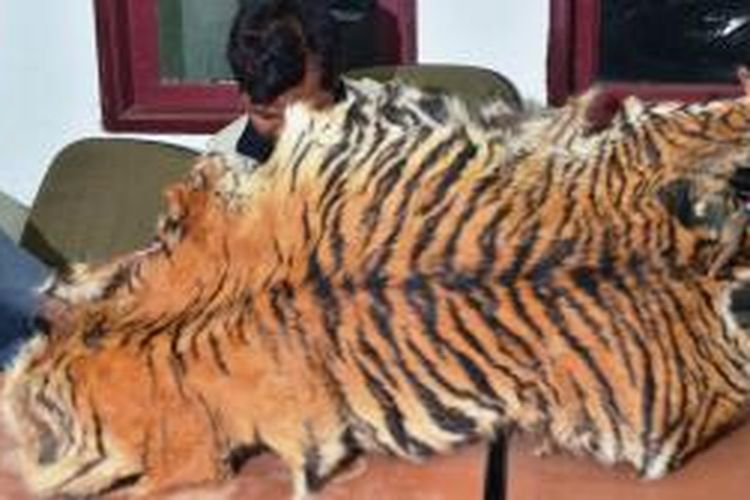 Jual kulit harimau Sumatera seharga Rp 30 juta, empat laki-laki yang sehari-hari bekerja sebagai pemburu terancam hukuman lima tahun penjara.