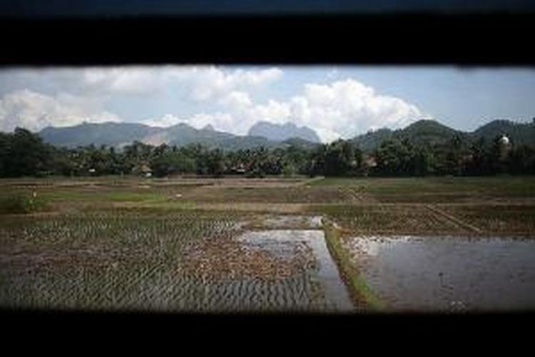 Hamparan sawah di daerah Purwakarta, Jawa Barat.