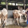 Saat Harga Sapi di Kebumen Anjlok hingga 50 Persen akibat Wabah PMK