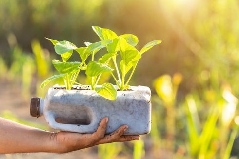 Langkah-langkah Berkebun dengan Media Tanam