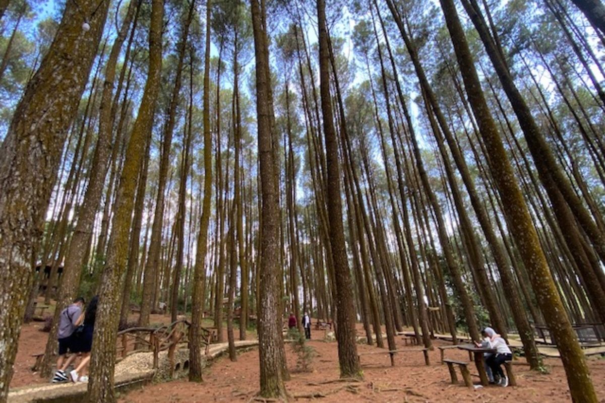Kawasan Pinus Sari, Mangunan, Dlingo, Bantul