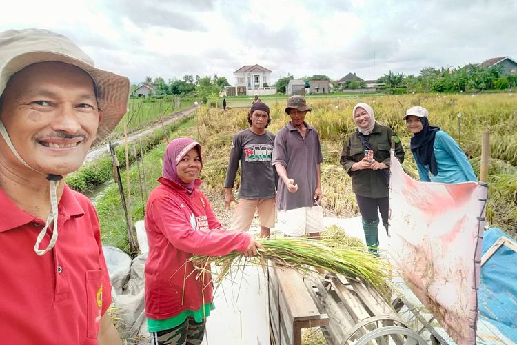 Bukit Asam menggelar Panen Perdana Hilirisasi Formula Carbon Saver untuk Pertanian yang Berkelanjutan di Yogyakarta, Jumat (29/11/2024). 
