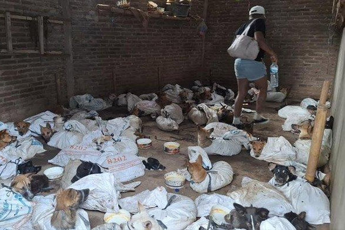 Komunitas Animals Hope Shelter Indonesia bersama polisi menggerebek sebuah rumah di Banyuwangi, Jawa Timur, yang diduga jadi tempat transit penyelundupan anjing, Sabtu (16/11/2024).