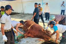 Hendak Disembelih, Sapi Kurban Presiden Jokowi di Masjid Agung Solo Sempat Tabrak Pembatas