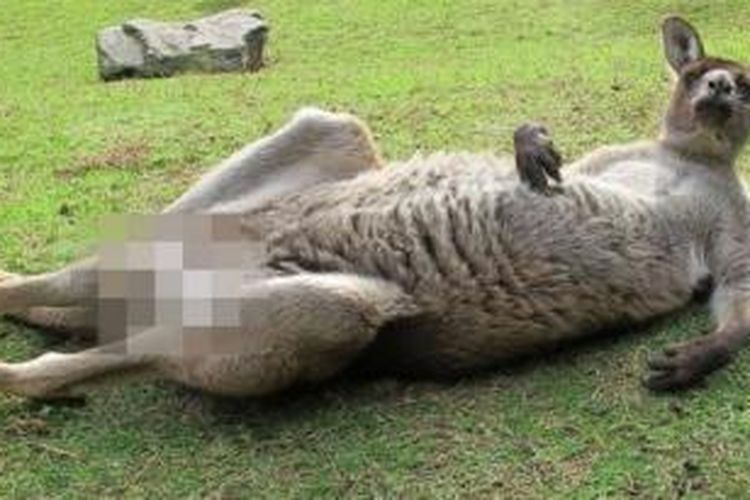 Tourism Australia menyensor foto kanguru tepat di bagian alat kelaminnya.