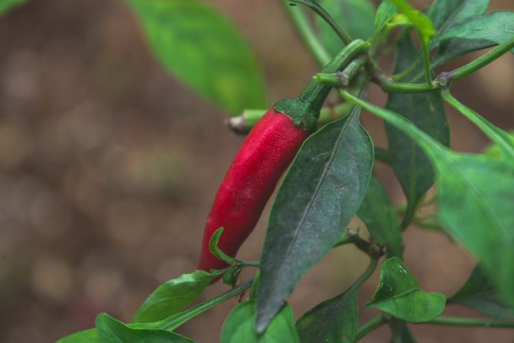 Daun Tanaman Cabai Layu Tibatiba, Bisa Jadi Akibat Penyakit Ini