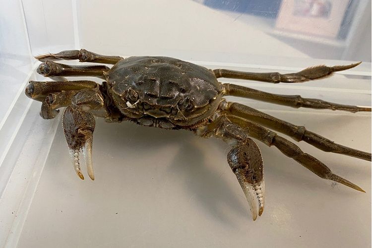 Foto handout yang diberikan oleh Markas Besar Polisi Freiburg di Freiburg, Jerman, Kamis, 8 Oktober 2020 ini menunjukkan kepiting sarung tangan China yang ditangkap oleh petugas polisi di sebuah apartemen di Freiburg. 