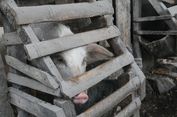 Wabah African Swine Fever, 200-an Ternak Babi di Nagekeo Mati