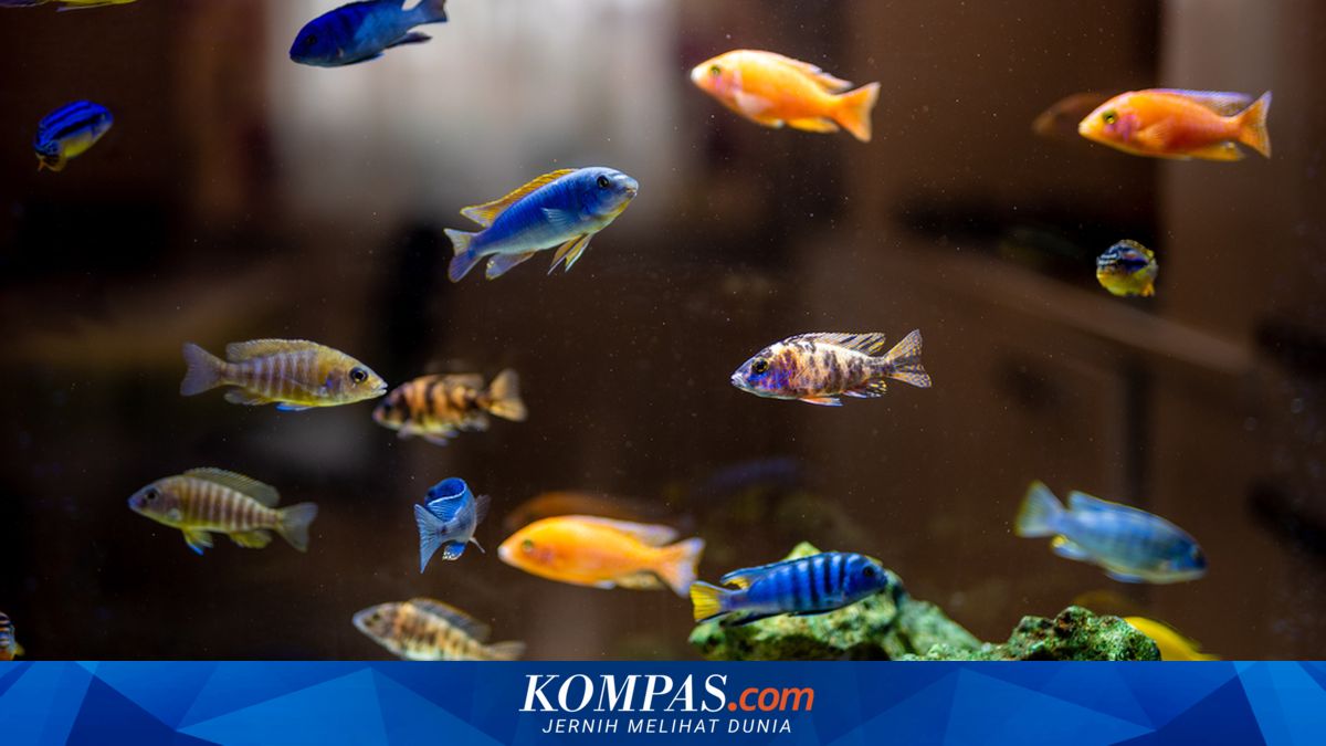 Fish Know When You’re Watching & May Not Like It, Study Finds
