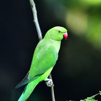 ilustrasi burung Parkit ringneck India