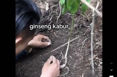 Ramai soal Ginseng Disebut Melompat dan Kabur Saat Dipanen, Bagaimana Faktanya? 