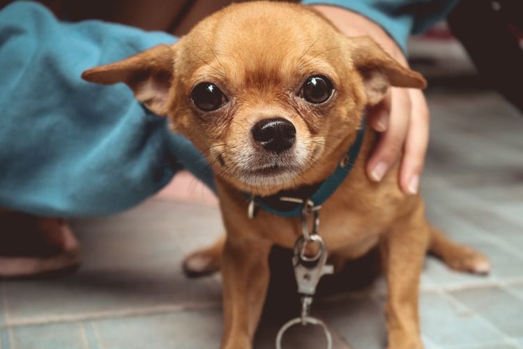 Ilustrasi anjing Chihuahua