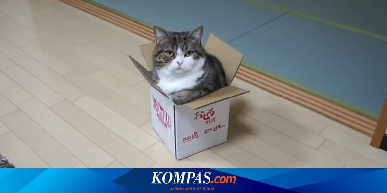 Kucing Maru yang Pernah Pecahkan Rekor Masuk ke Kotak Kecil Meninggal Dunia