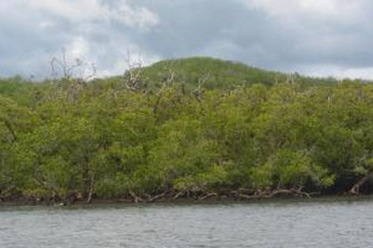 Hutan bakau di Pulau Ontoloe, Taman Wisata Alam 17 Pulau Riung, Kecamatan Riung, Kabupaten Ngada, Pulau Flores, Nusa Tenggara Timur.