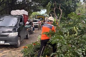 Angin Kencang Landa Pasuruan akibatkan Pohon Tumbang, Seorang Remaja Tewas Tertimpa