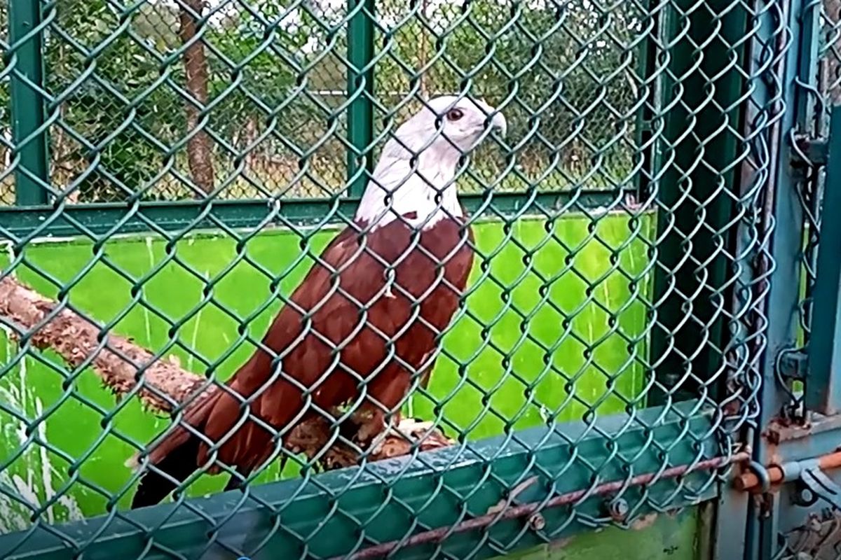 Salah satu burung elang yang sedang menjalani proses rehabilitasi di PPS Alobi Air Jangkang, Bangka, Kepulauan Bangka Belitung, Agustus 2023.