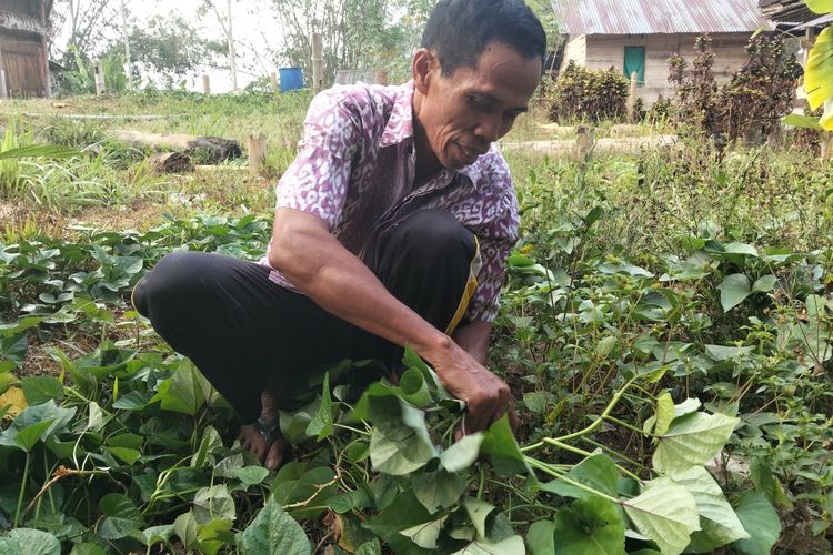 Dampak Kemarau di Tana Toraja: Peternak Babi Sulit Dapat Air, Harga Pakan Melonjak