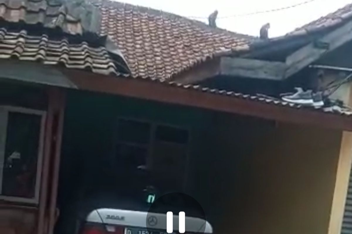 Kawanan monyet yang turun dari Gunung Manglayang ke permukiman warga di Jatinangor, Sumedang, Jabar, Minggu (18/12/2022). screenshoot videoAAM AMINULLAH/KOMPAS.com