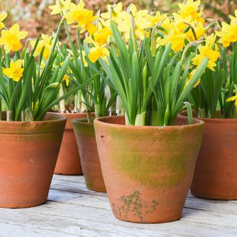 Ilustrasi bunga dafodil atau daffodil