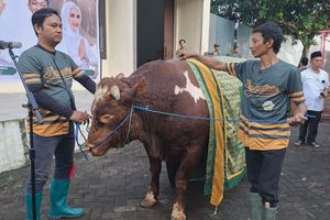 Bahlil Naik Haji, Golkar Salurkan 47 Sapi Kurban dan 4 Kambing pada Idul Adha 2026