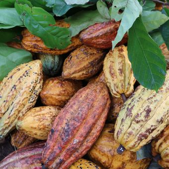 Ilustrasi buah kakao 