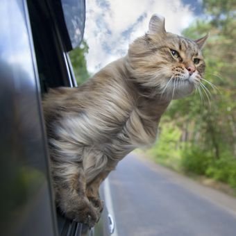 Ilustrasi kucing - Kucing jalan-jalan naik mobil.