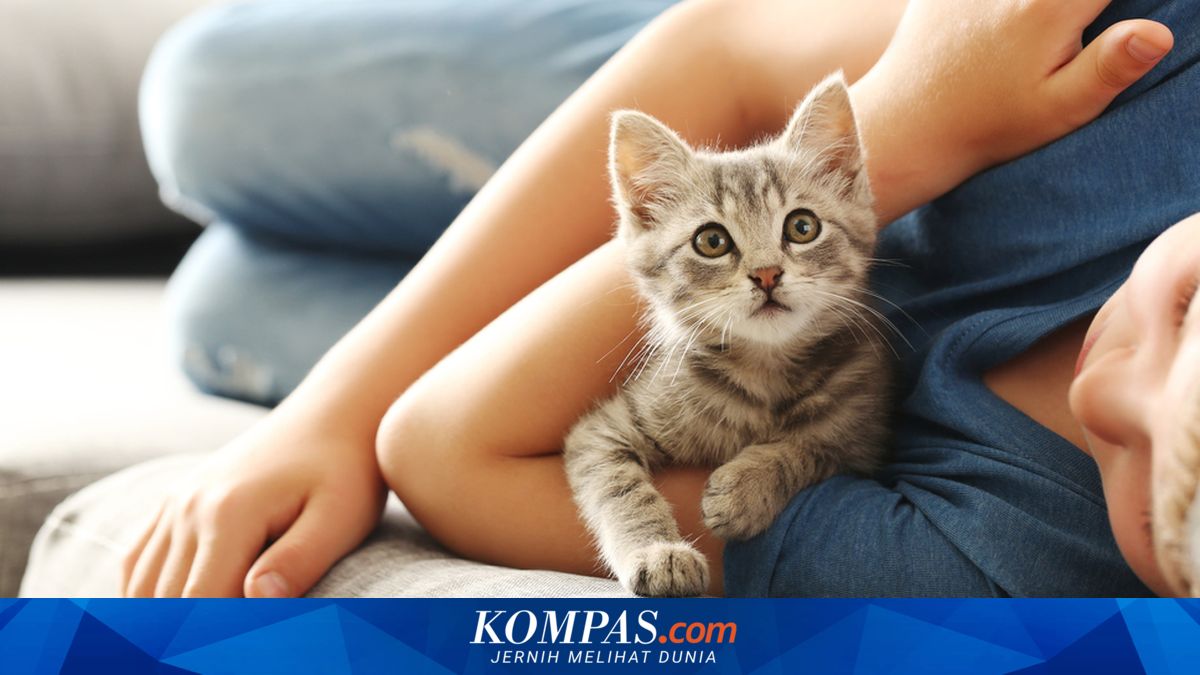 Mengapa Kucing Mengedipkan Mata pada Pemiliknya?
