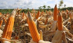 Distribusi Jadi Hambatan Saat Panen Jagung Melimpah