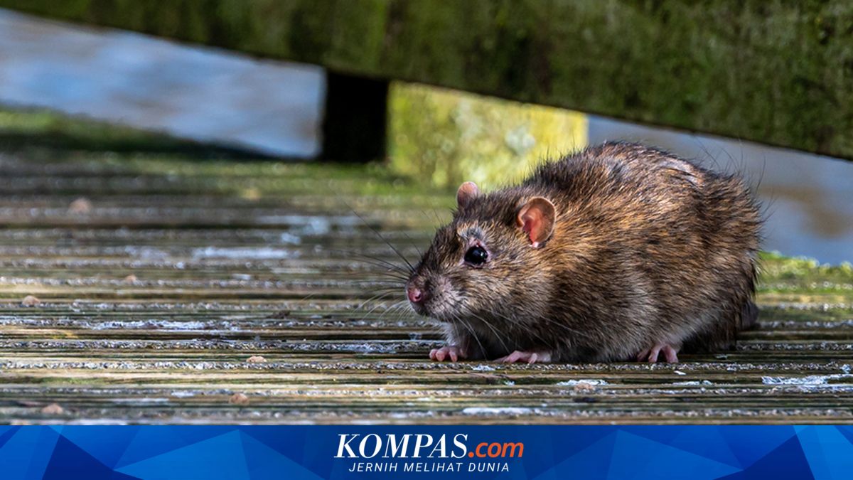 Hari Zoonosis 6 Juli: Mengapa Penyakit dari Hewan Makin Sulit Dicegah?