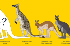 Temuan Fosil Kanguru Raksasa di Australia, Beratnya sampai 170 Kg